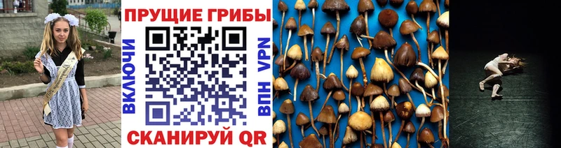Купить где  Лодейное Поле  Галлюциногенные грибы GOLDEN TEACHER 